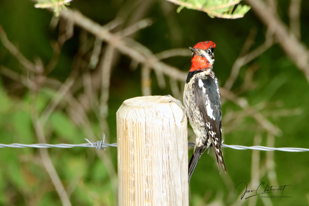 Red-naped Sapsucker - Jean Chateauvert