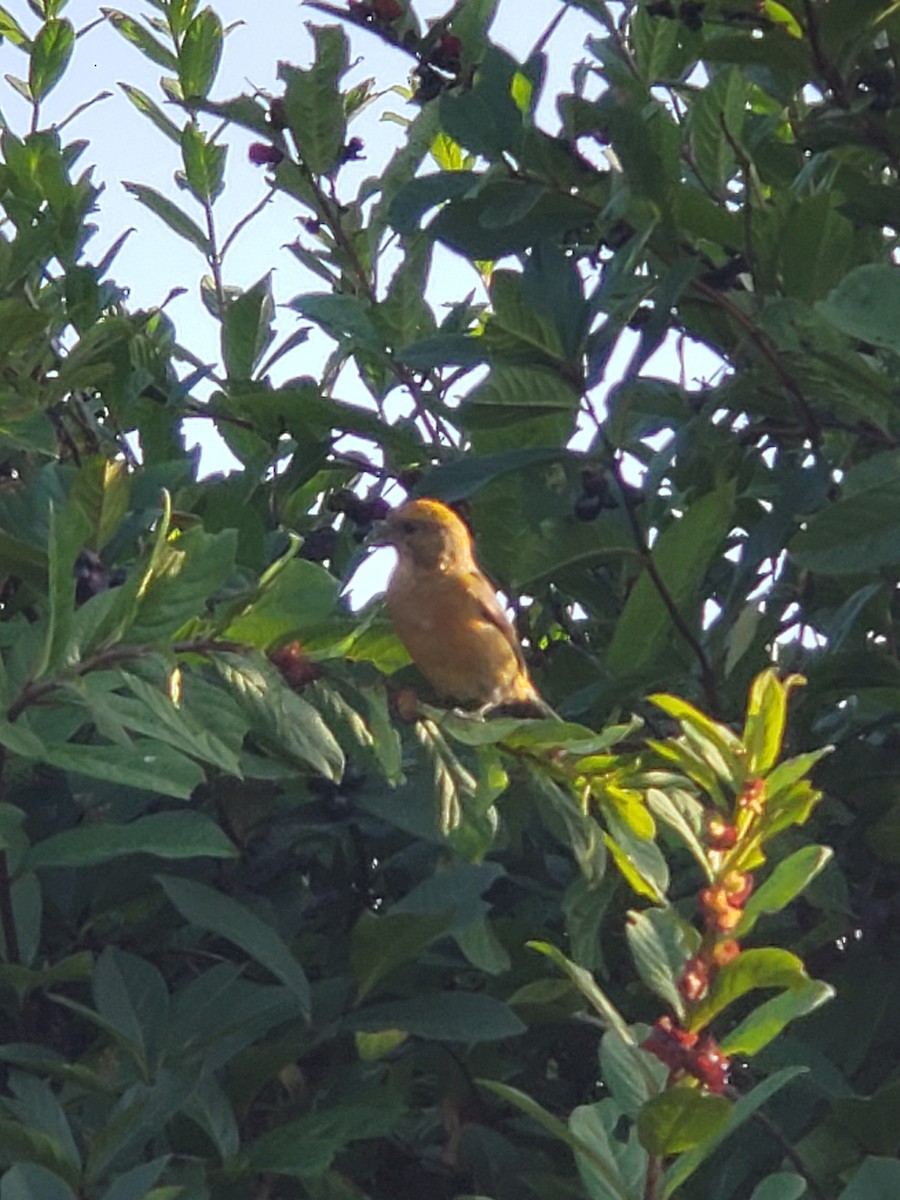 Red Crossbill - ML605072621