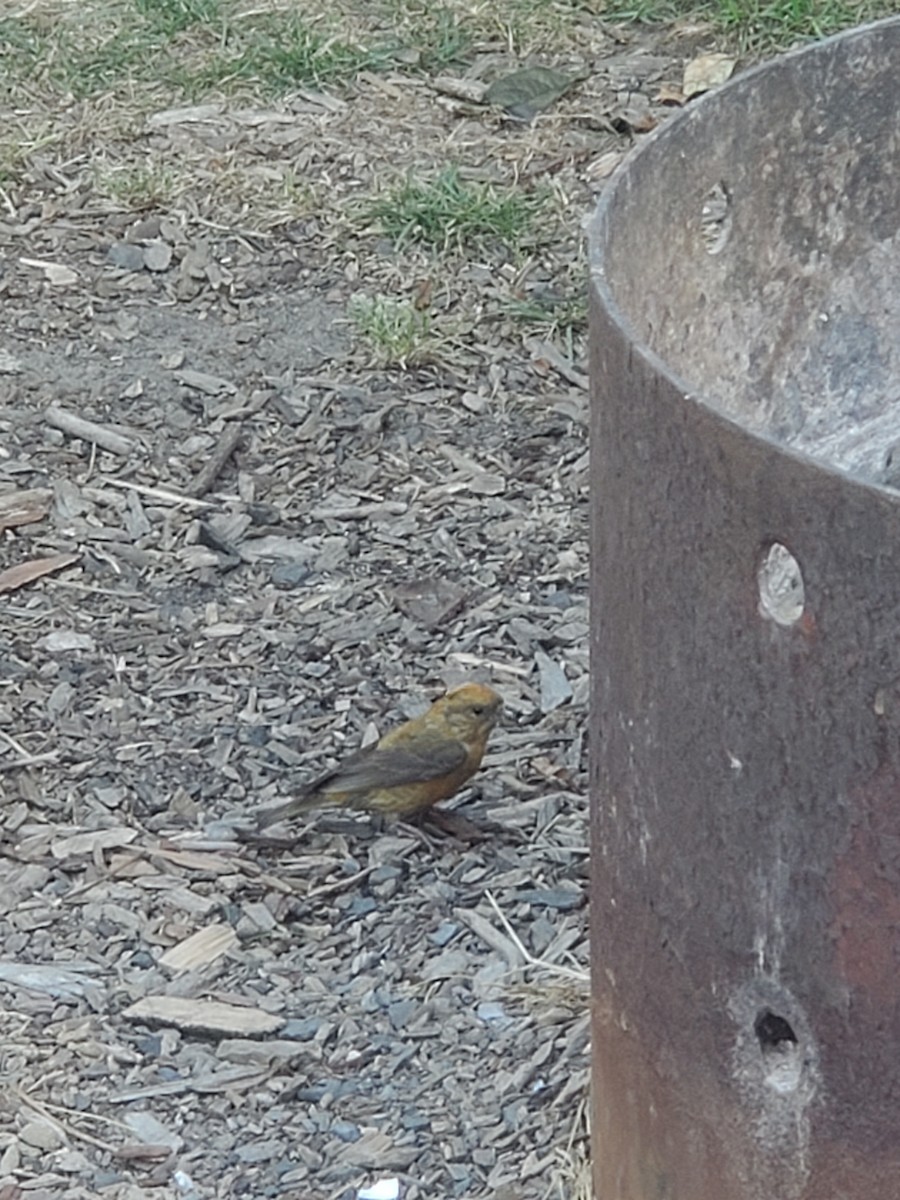 Red Crossbill - ML605072631