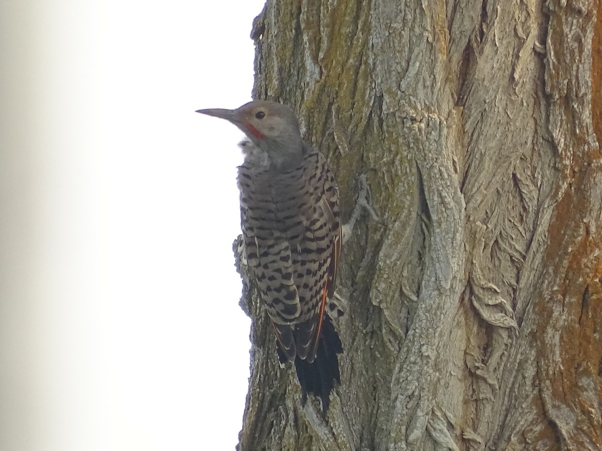 Northern Flicker - ML605073761