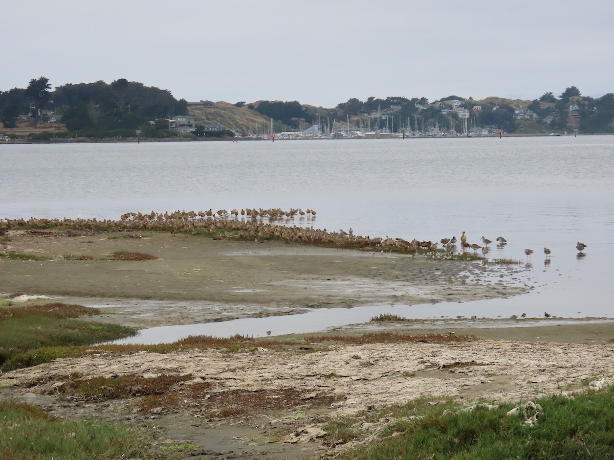 Marbled Godwit - ML605074391