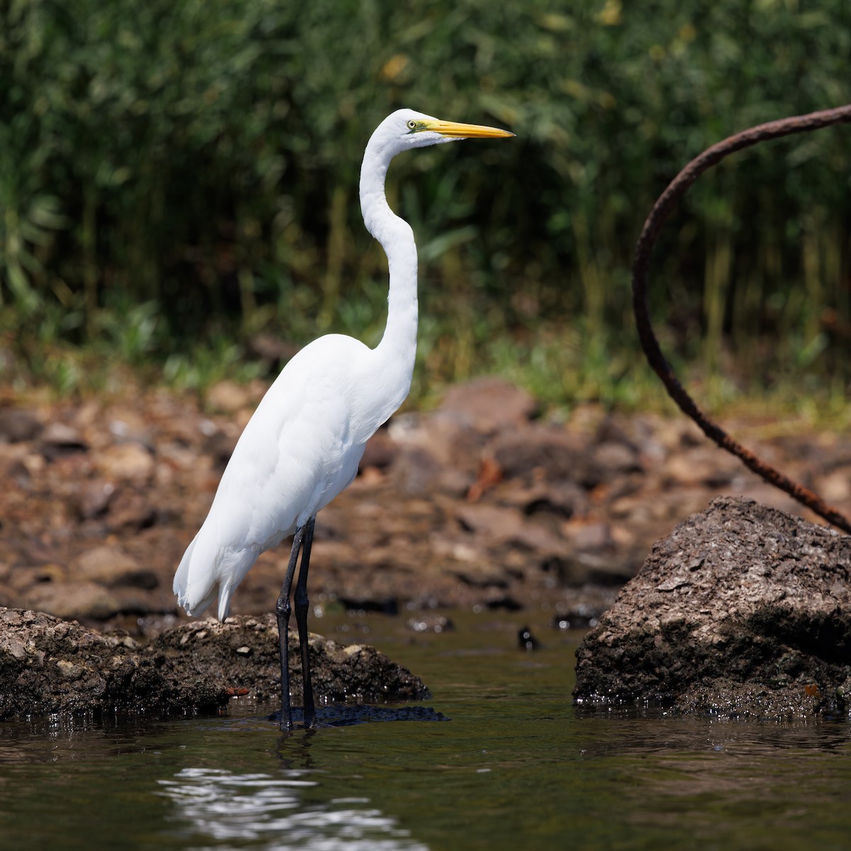 Great Egret - ML605075331
