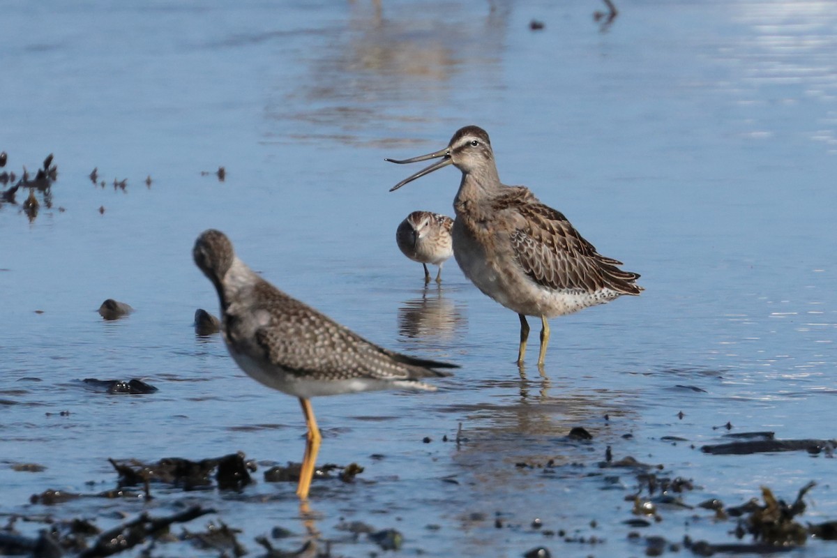 Short-billed Dowitcher - Dominique Berteaux