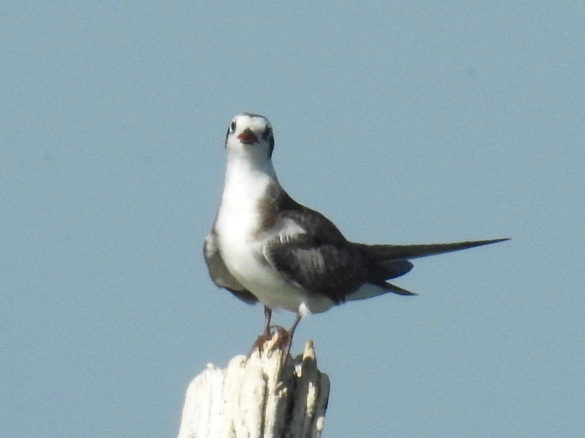 Black Tern - ML605076671