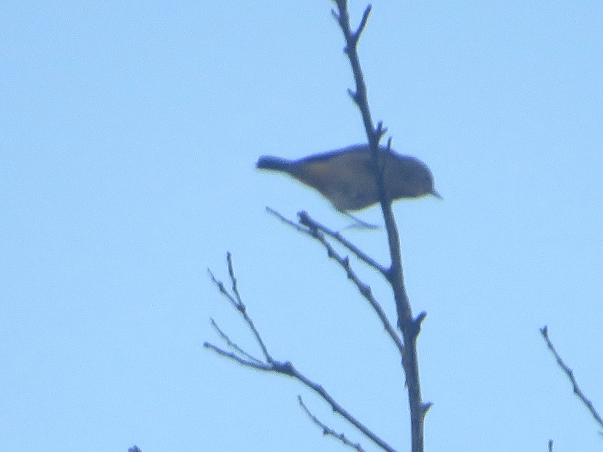 Virginia's Warbler - ML605076711