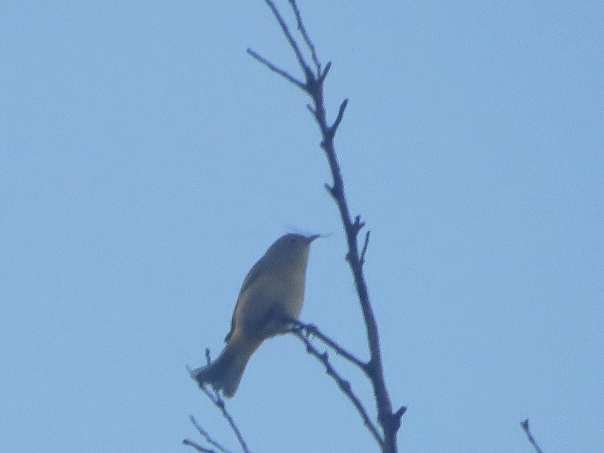 Virginia's Warbler - ML605076721