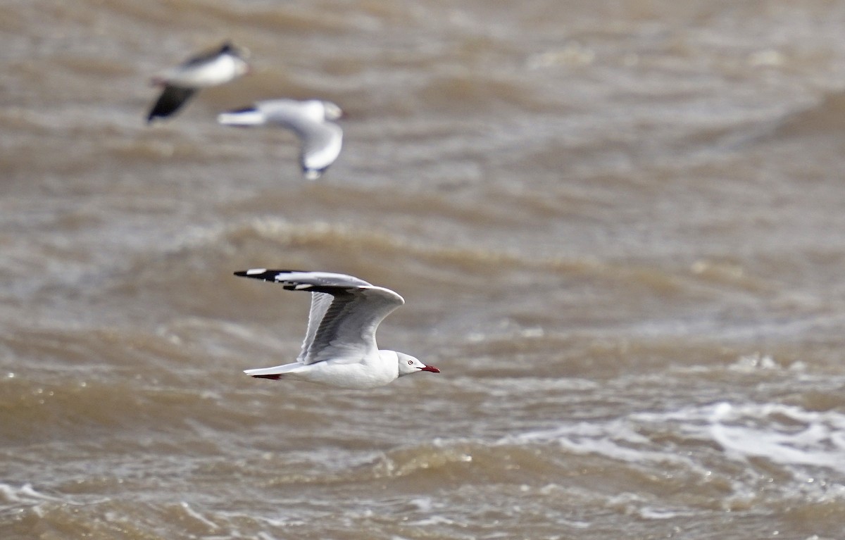 Gray-hooded Gull - ML605076821