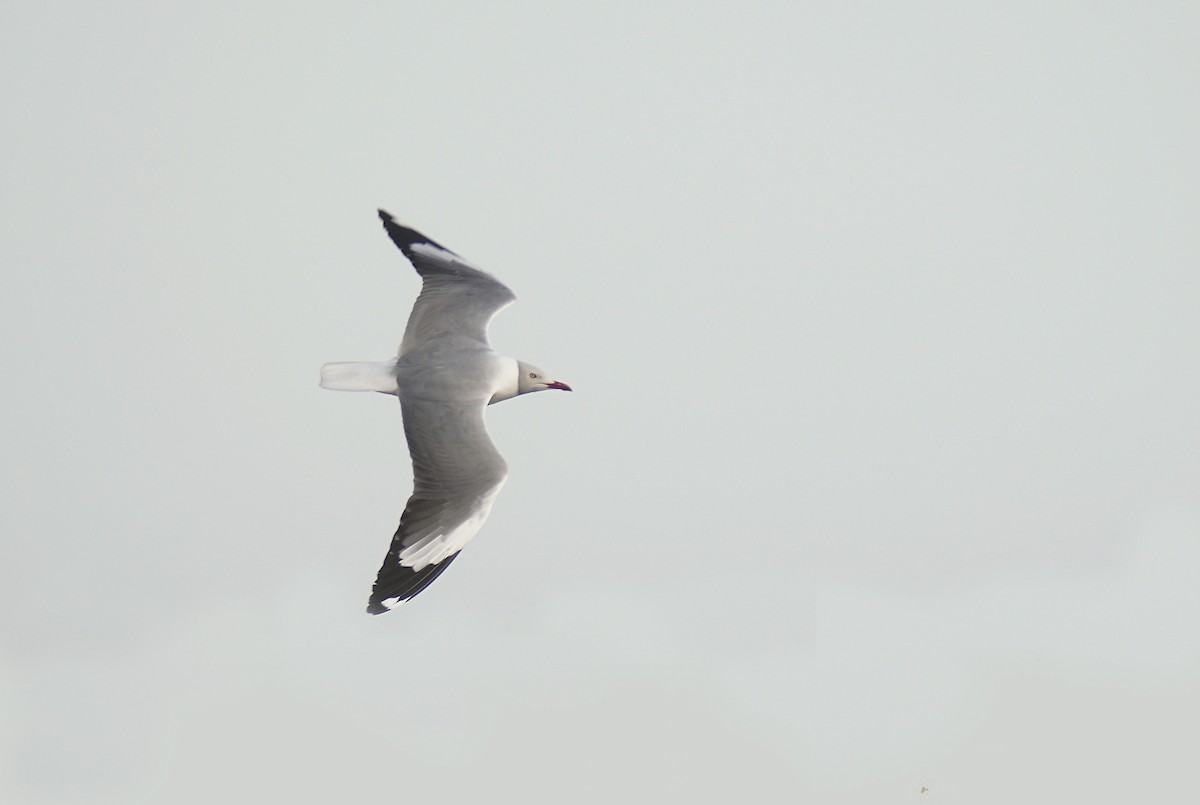 Gray-hooded Gull - ML605076831