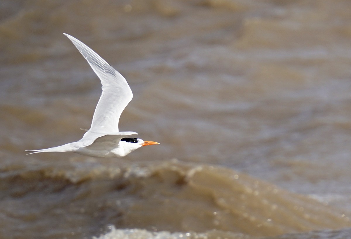 Royal Tern - Adrian Antunez