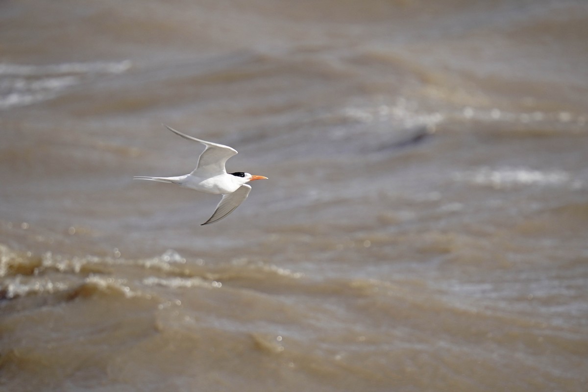 Royal Tern - ML605077031