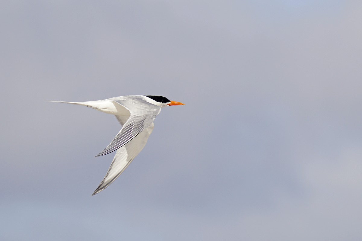 Royal Tern - ML605077041