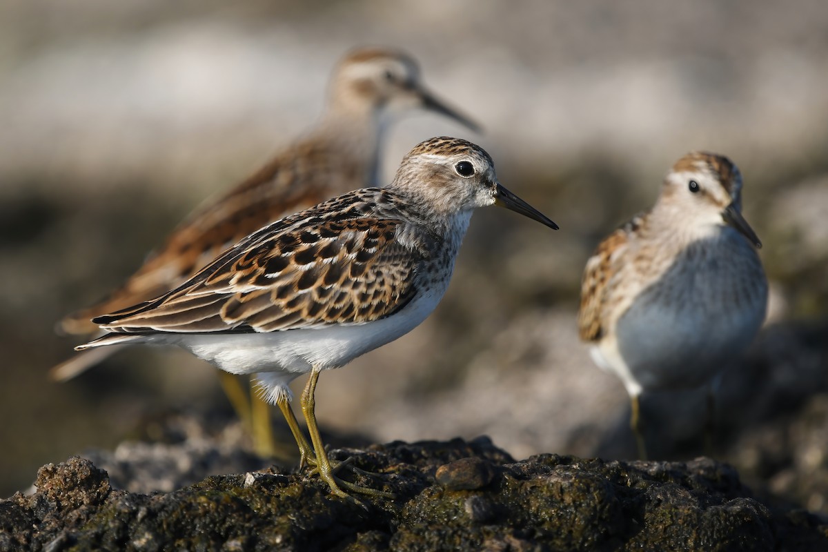 Least Sandpiper - ML605077051