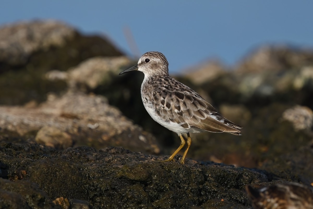 Least Sandpiper - ML605077111