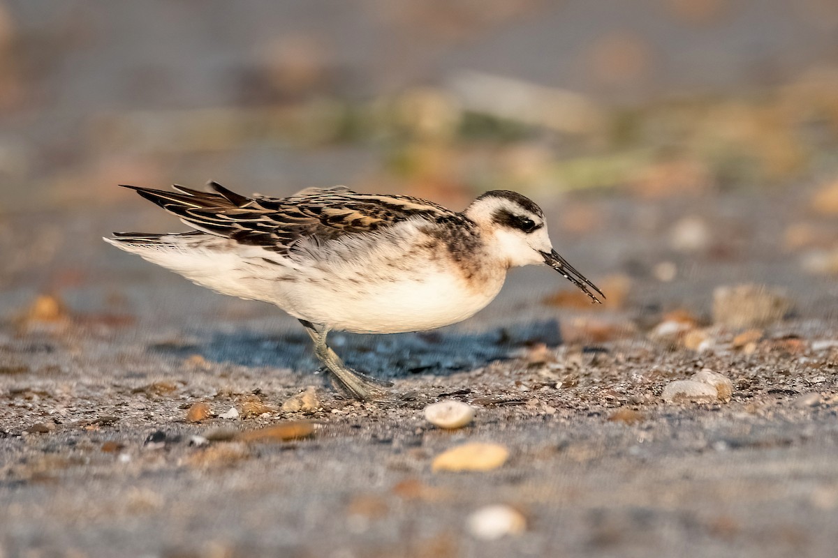 Red-necked Phalarope - Sue Barth