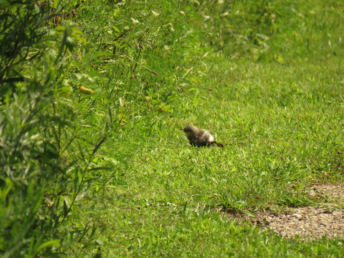 Northern Mockingbird - Wyatt Flood