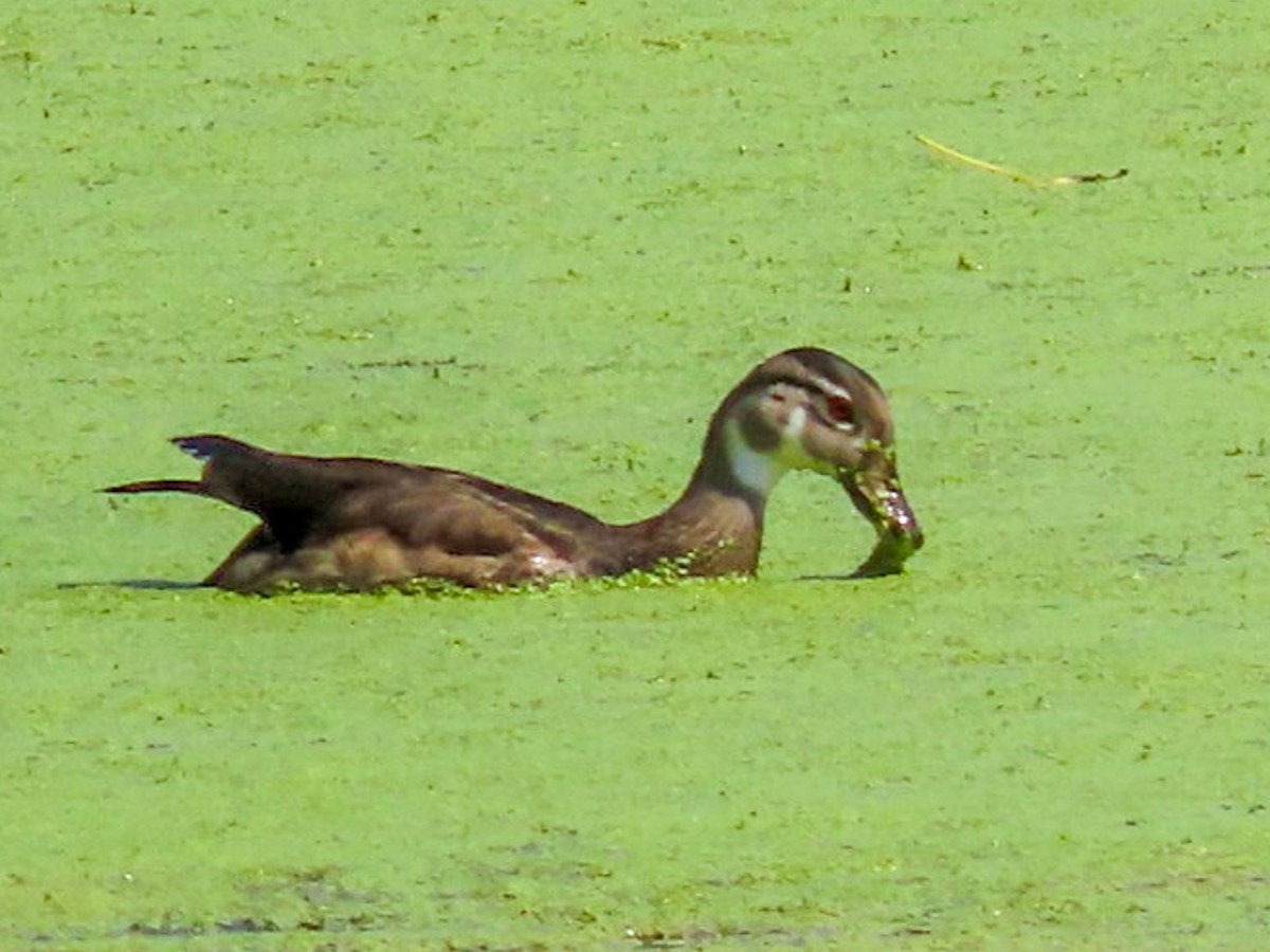 Wood Duck - ML605079551