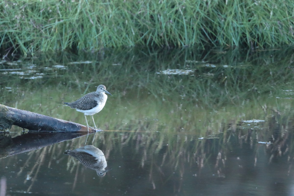 Solitary Sandpiper - ML605079711