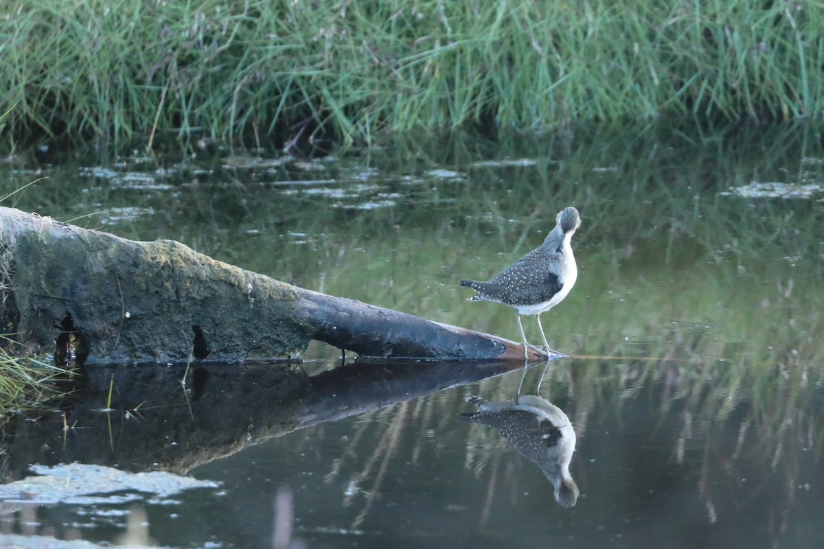 Solitary Sandpiper - ML605079721