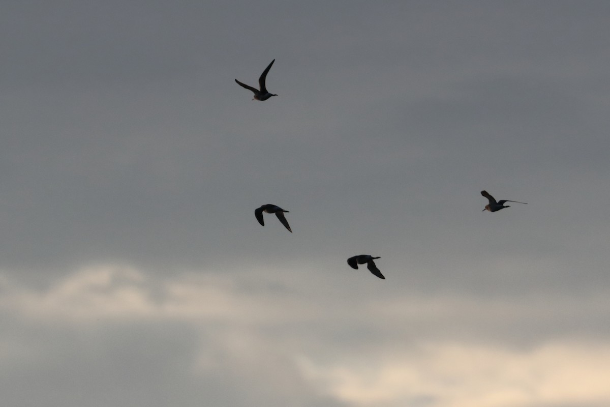 Lesser Yellowlegs - ML605079731