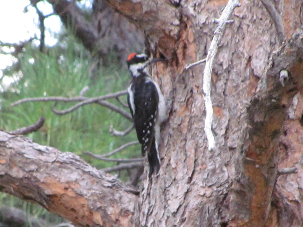 Hairy Woodpecker - ML605080041