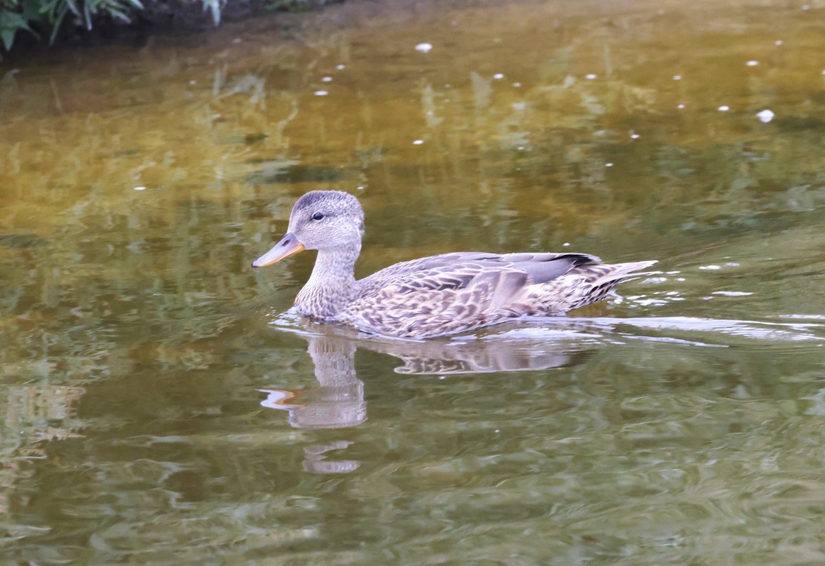 Gadwall - ML605081891