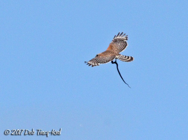 Red-shouldered Hawk - ML60508211