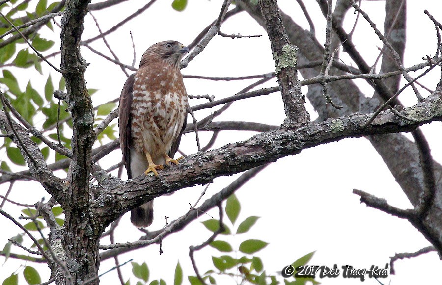 Broad-winged Hawk - ML60508291