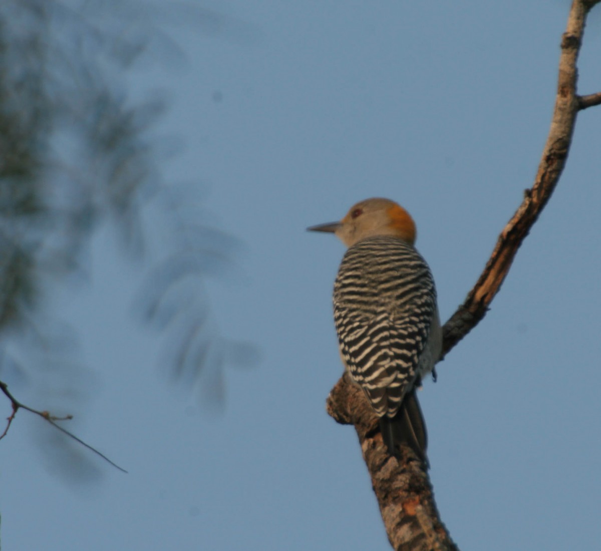 Golden-fronted Woodpecker - ML605084741