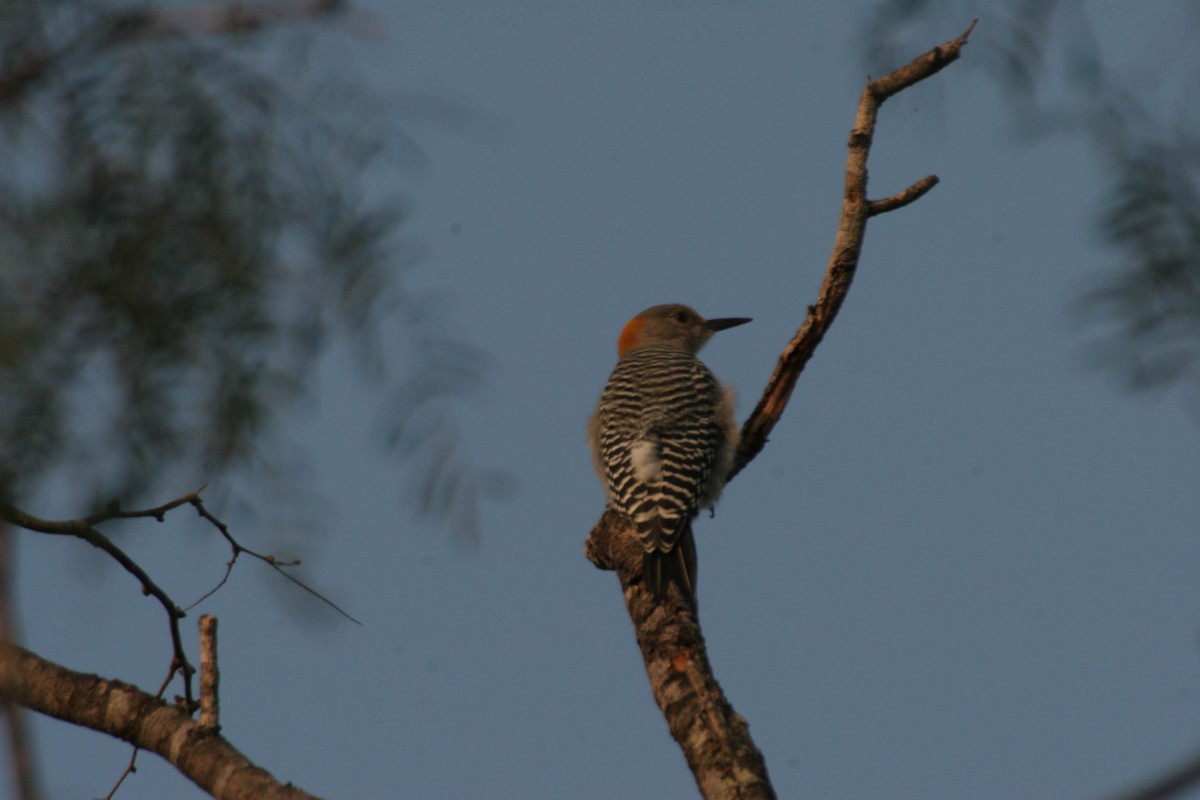 Golden-fronted Woodpecker - ML605084751