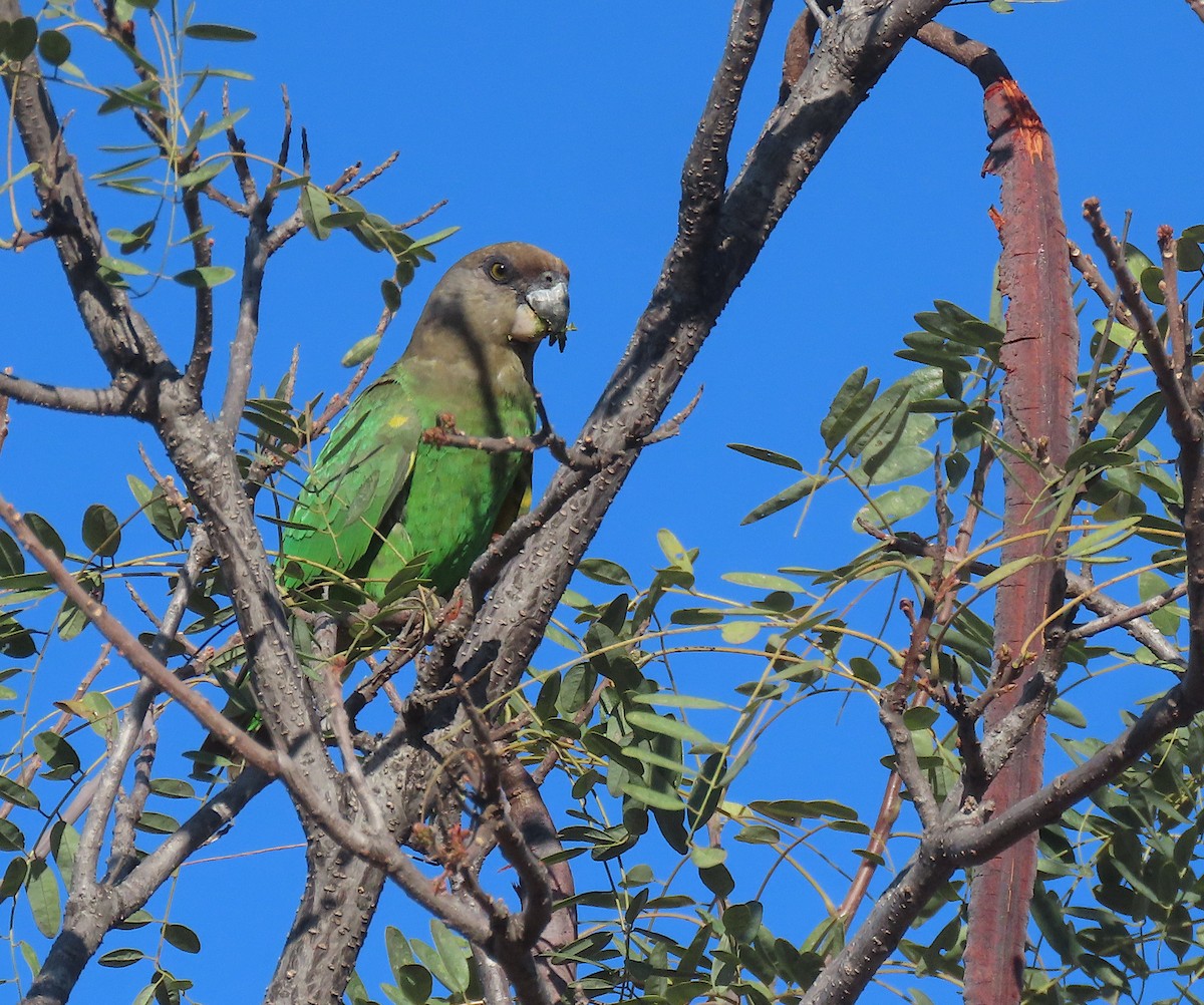 Brown-headed Parrot - ML605085301