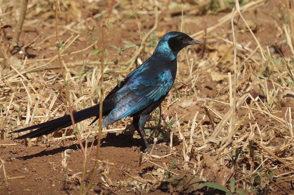 Meves's Starling - sylvain Uriot