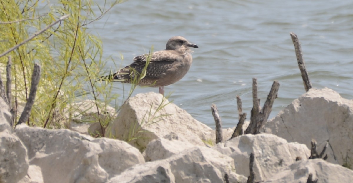 Herring Gull - ML605087421