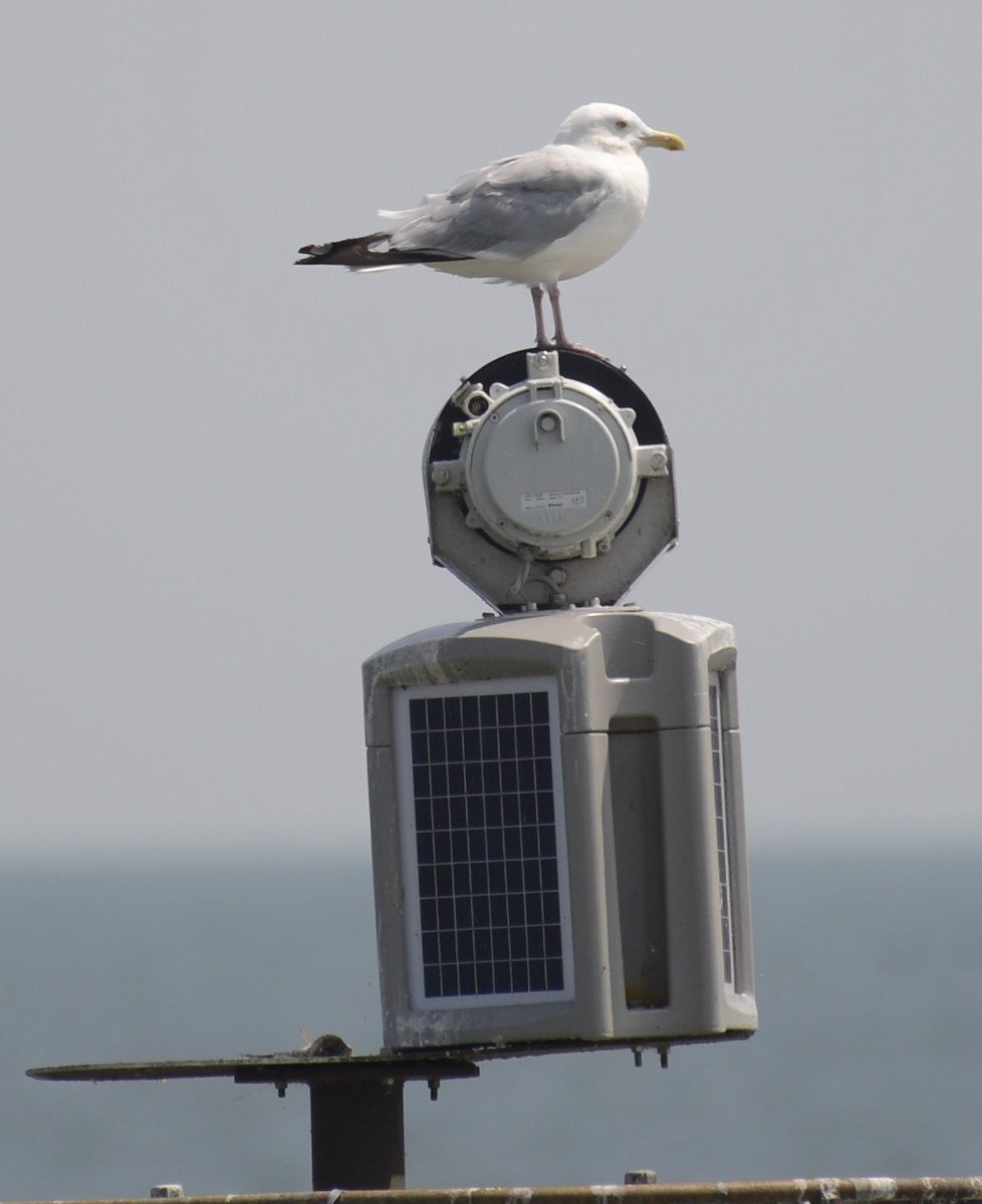 Herring Gull - ML605087661