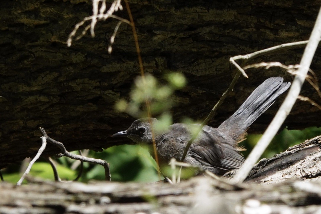 Gray Catbird - ML605087941