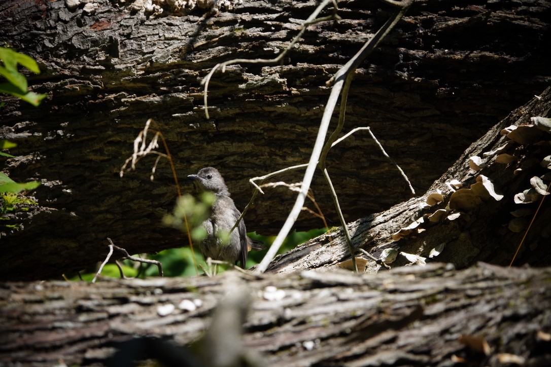 Gray Catbird - ML605087951