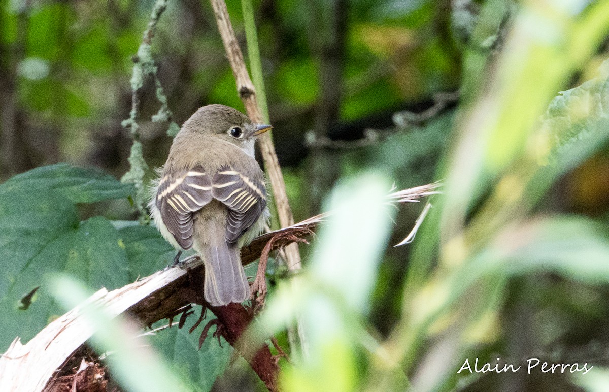 Least Flycatcher - ML605088241