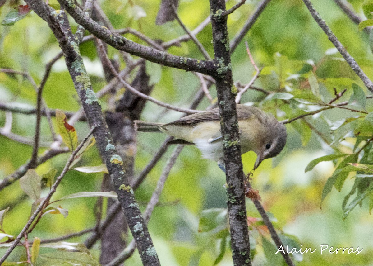 Warbling Vireo - ML605088411