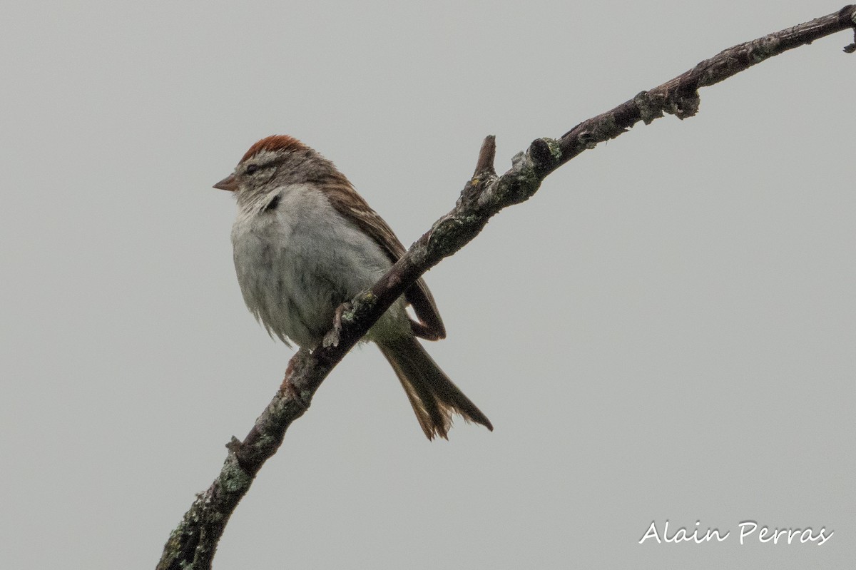 Chipping Sparrow - ML605088761