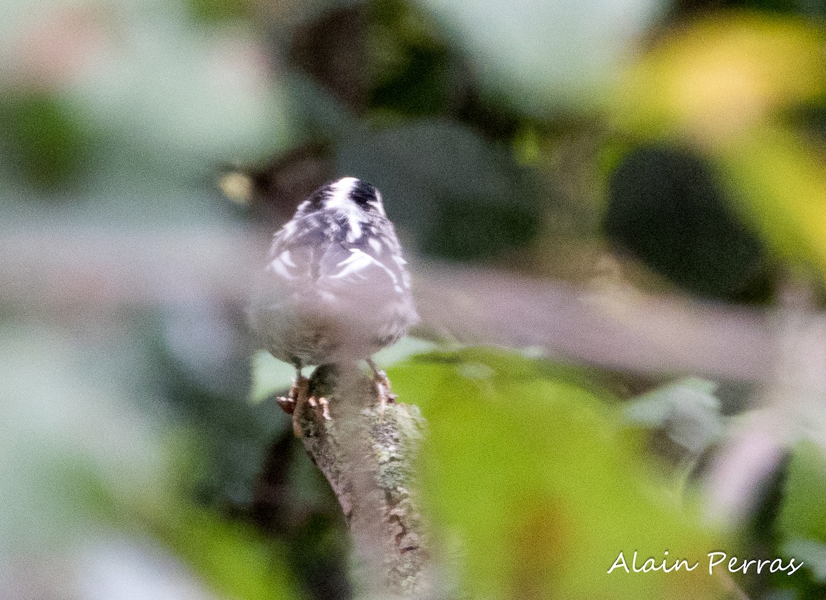 Black-and-white Warbler - ML605089021