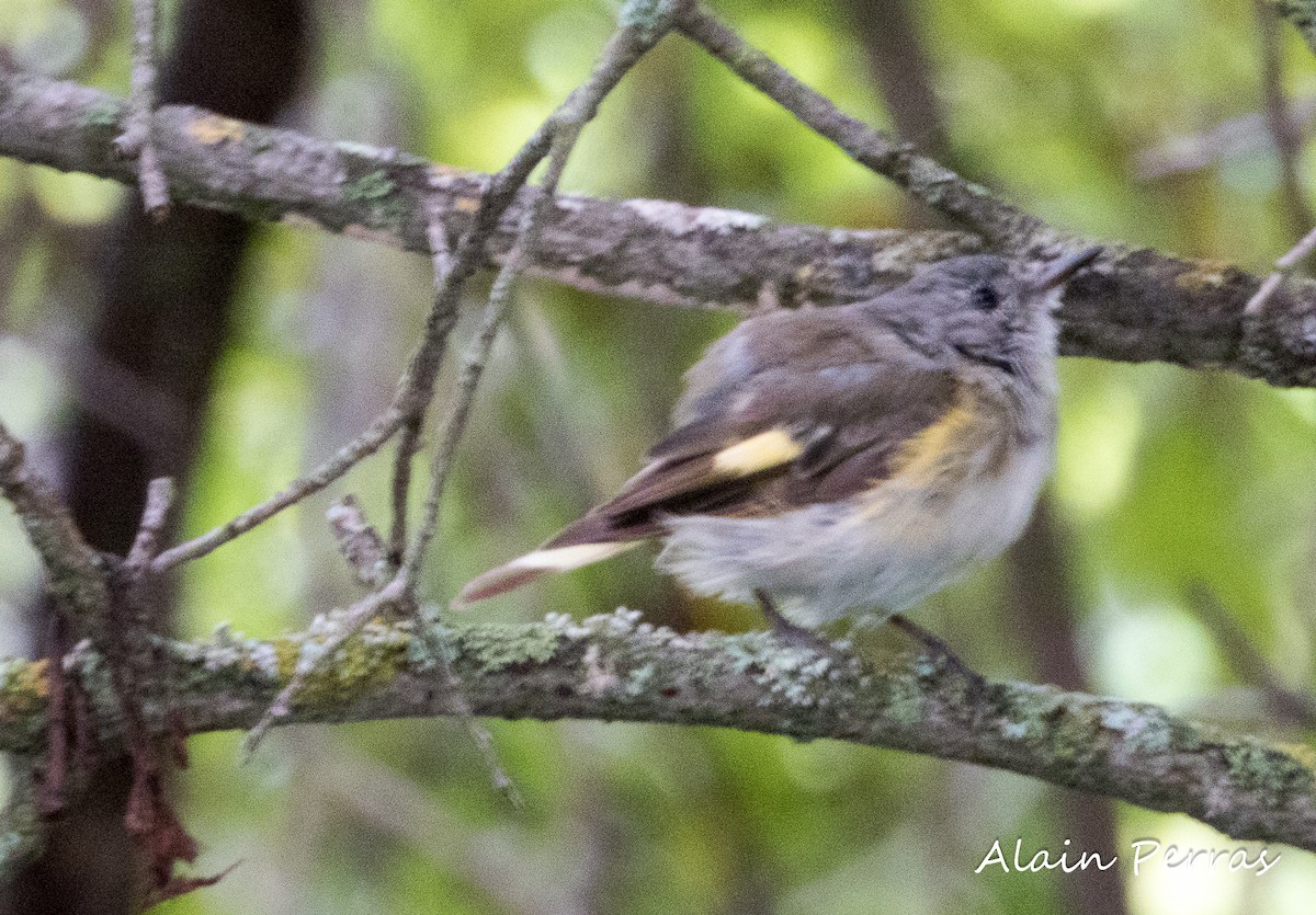 American Redstart - ML605089151