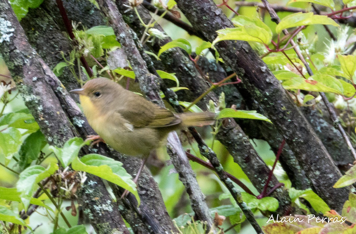 Common Yellowthroat - ML605089311