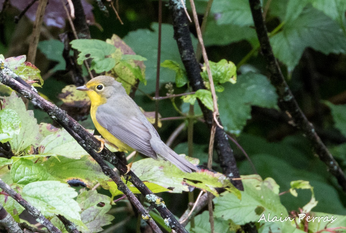 Canada Warbler - ML605089511