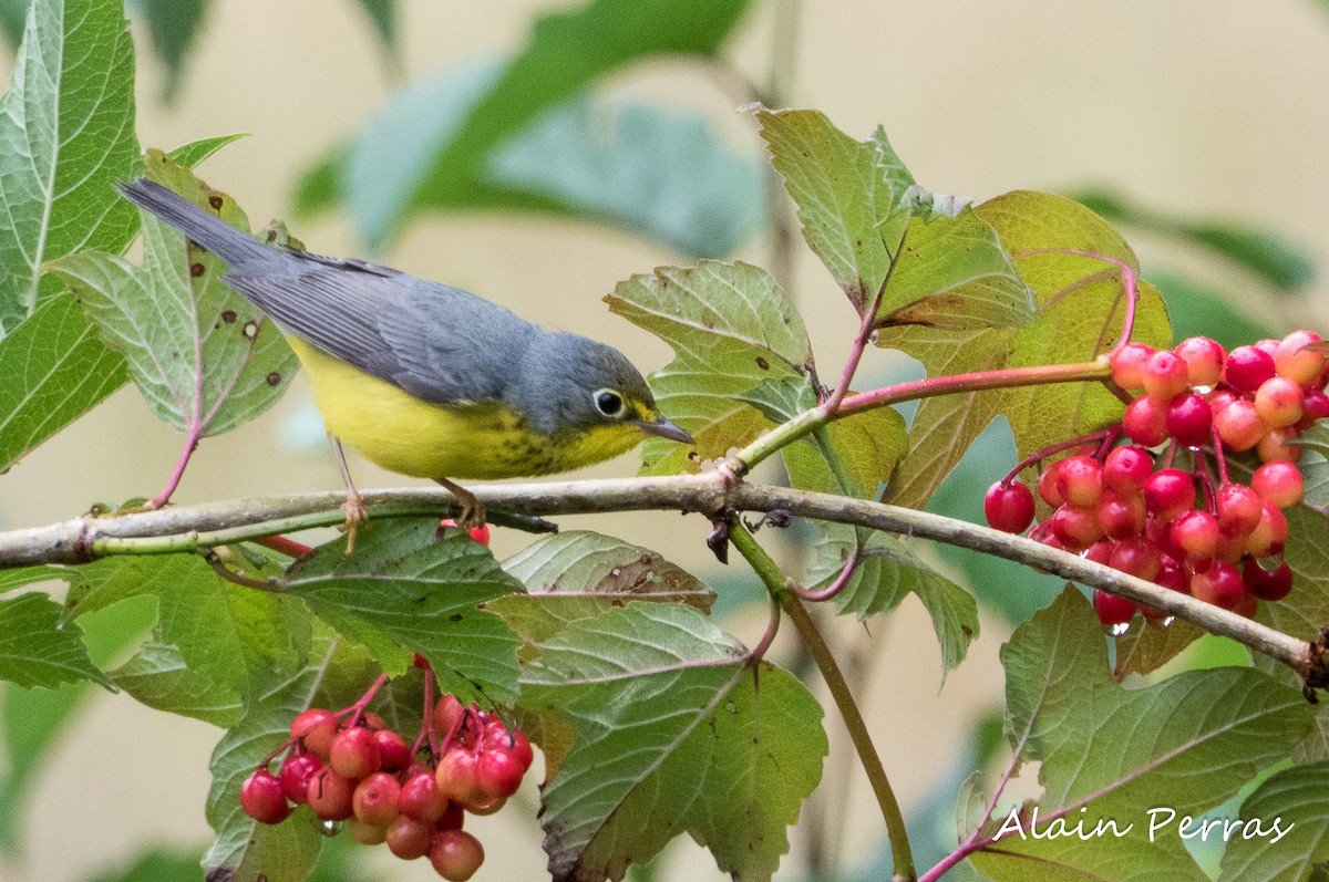 Canada Warbler - ML605089521
