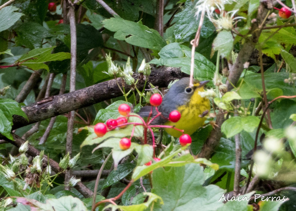 Canada Warbler - ML605089541