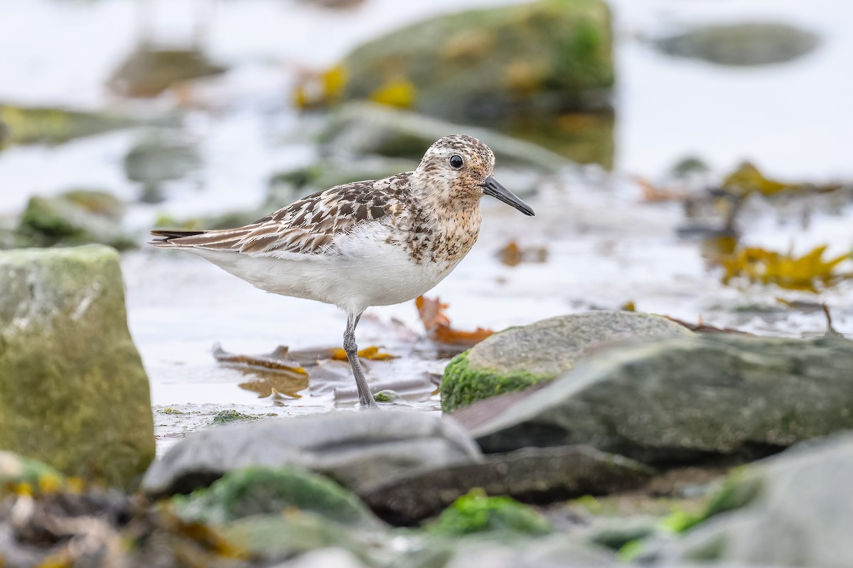 Sanderling - ML605089611