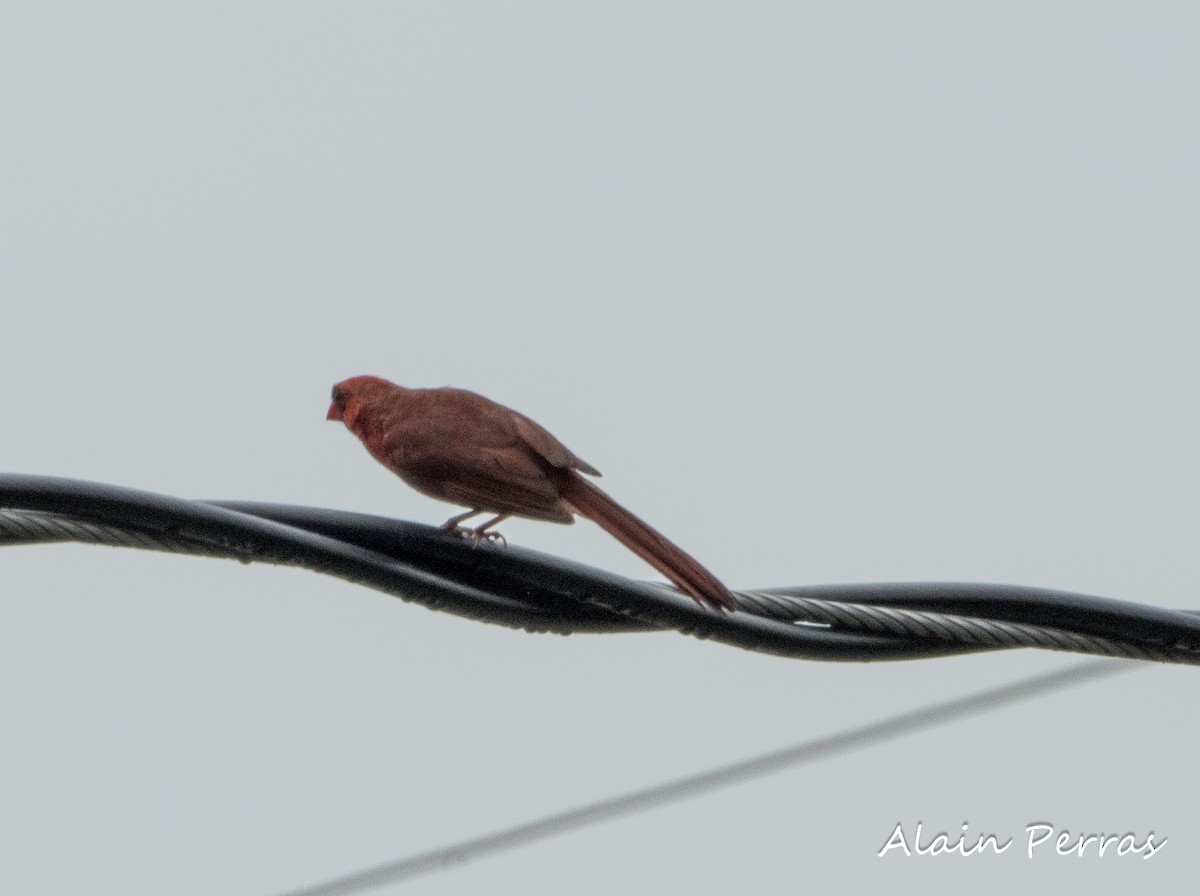 Northern Cardinal - ML605089651