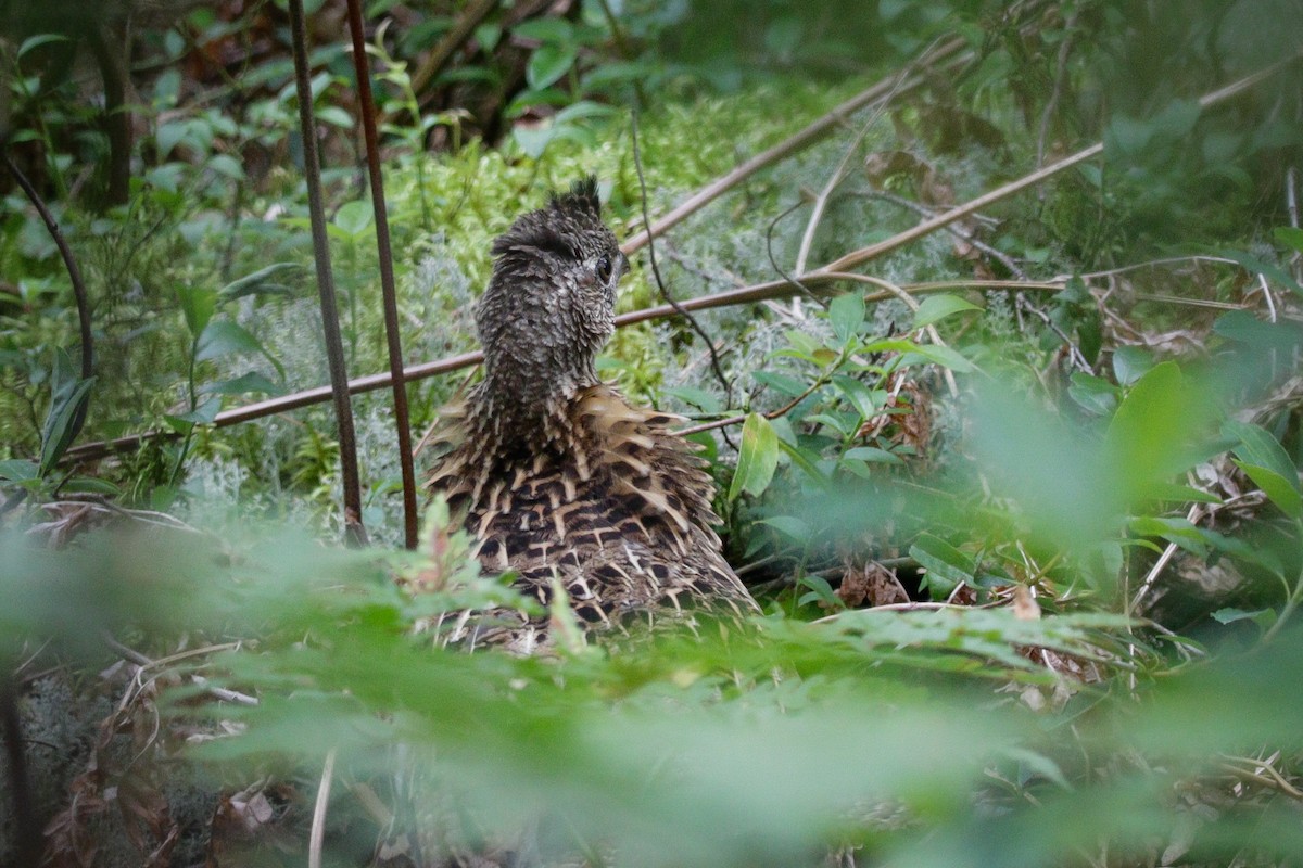 Ruffed Grouse - Catherine Holland