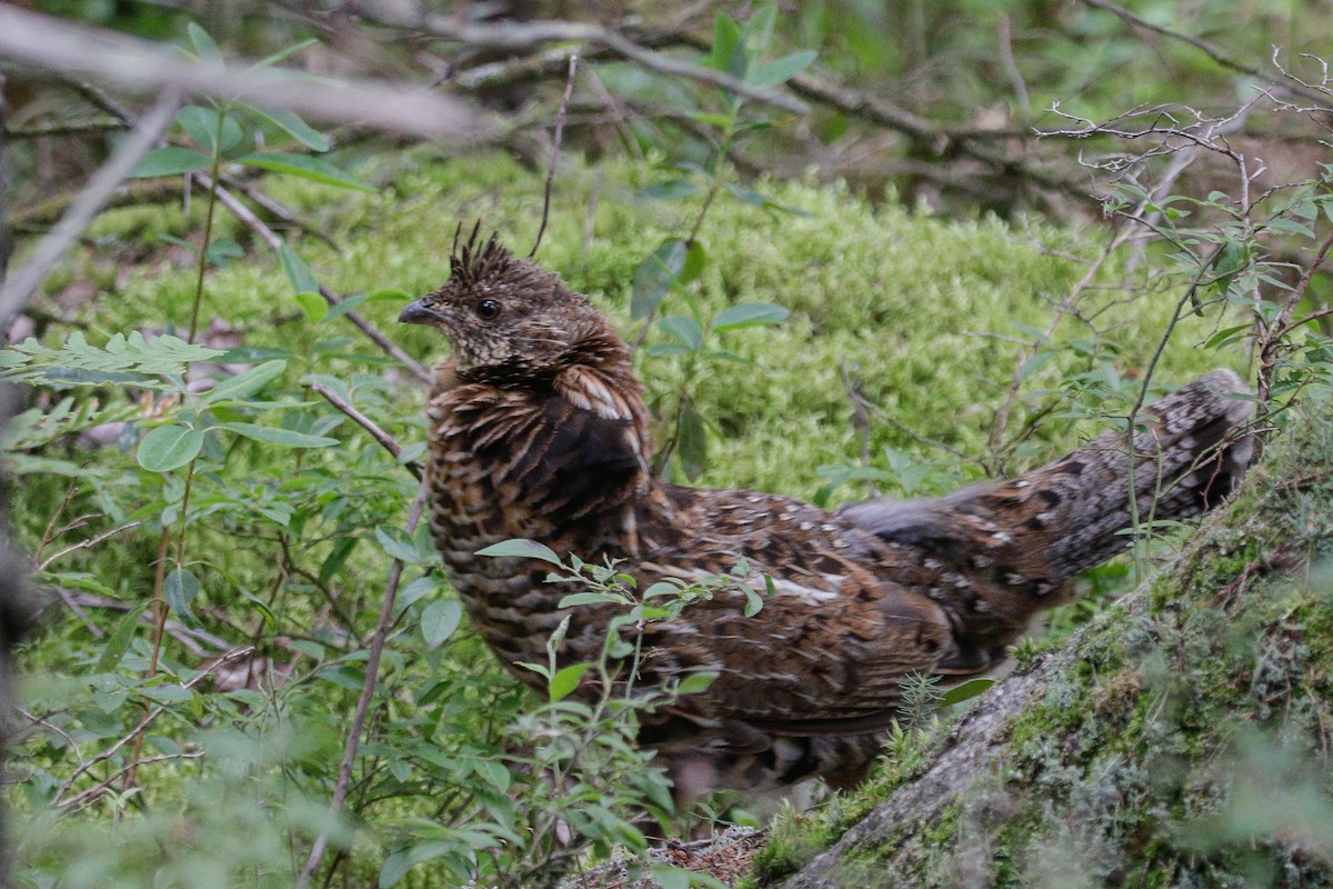 Ruffed Grouse - ML605090361