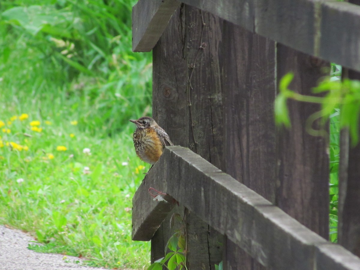 American Robin - ML60509071