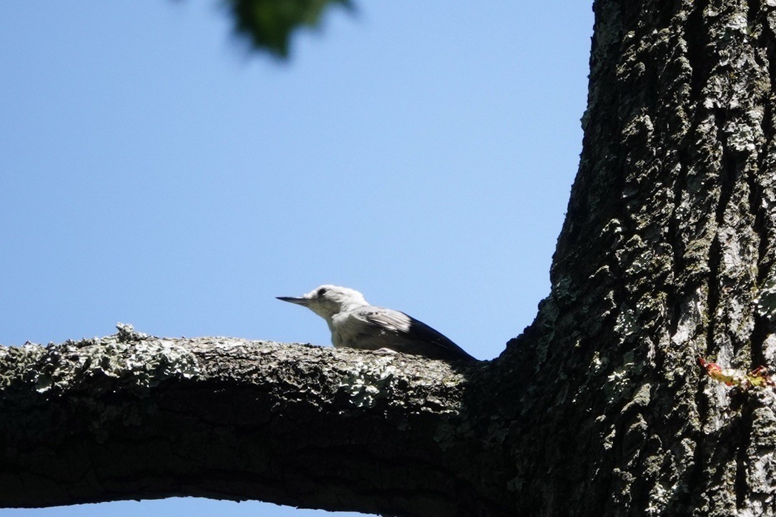White-breasted Nuthatch - ML605091921